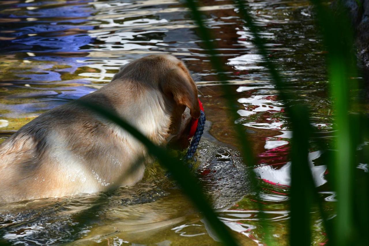 Naturforsthaus Ferienwohnung Fuer Hunde- Und Tierverbundene Menschen Preitenegg エクステリア 写真