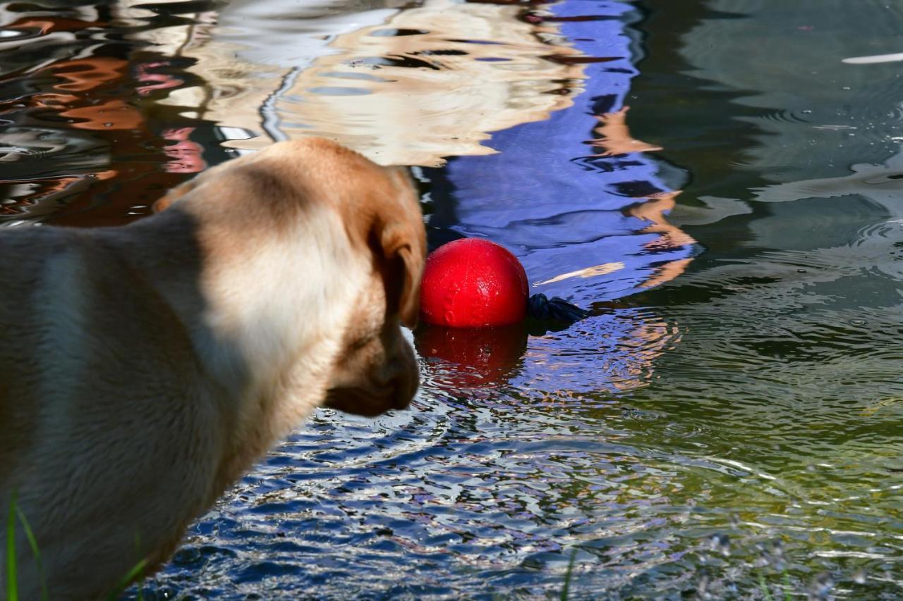 Naturforsthaus Ferienwohnung Fuer Hunde- Und Tierverbundene Menschen Preitenegg エクステリア 写真